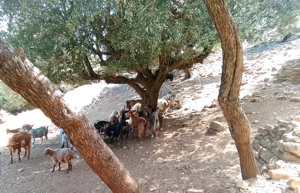 Identification-Certification of goat milk products from Greek goat breeds