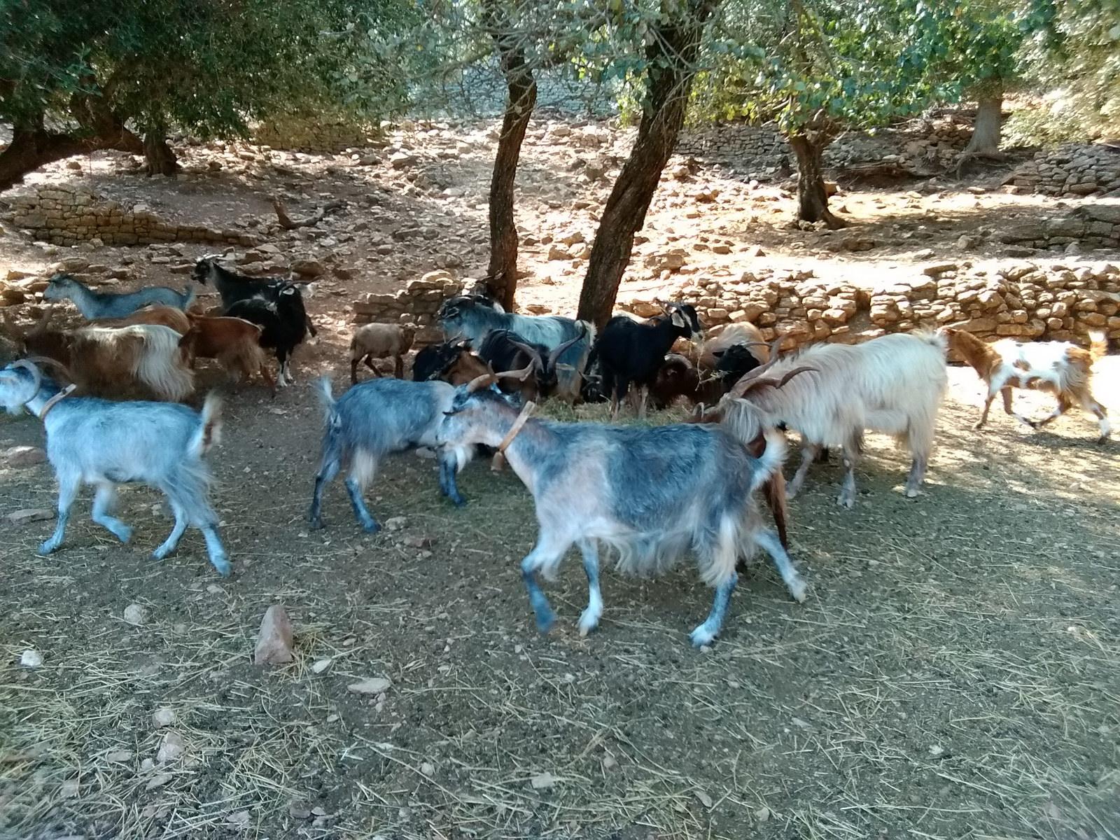 Animal breeding in the Ionian Islands
