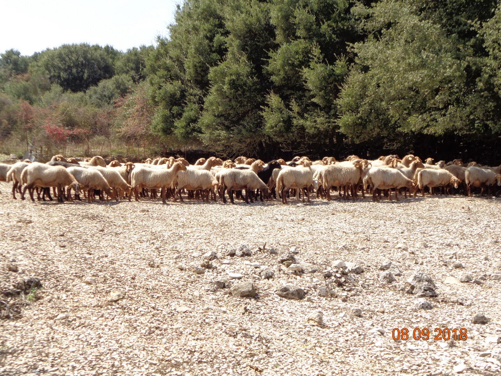 Animal Health Management